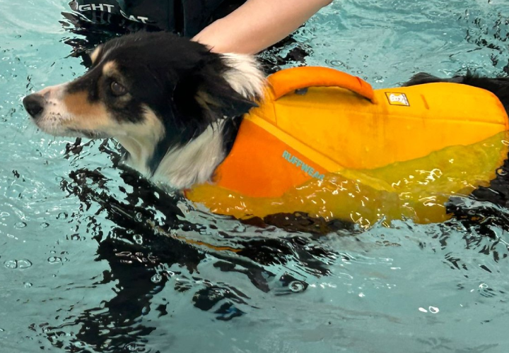 pet